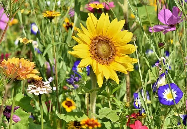 Guide d'achat de coupons pour équipements de jardinage