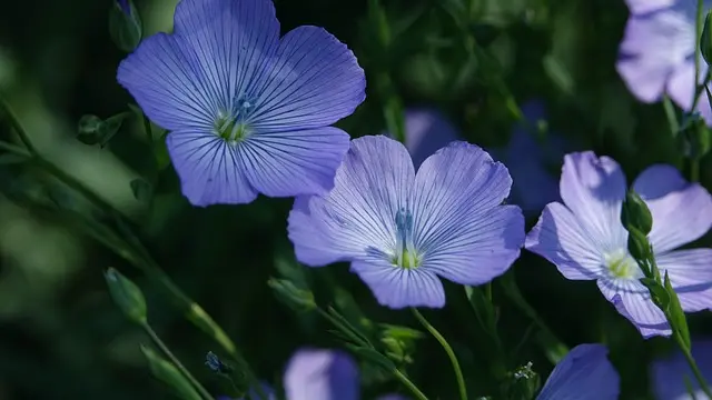 Meilleur choix de fleurs artificielles pour funérailles