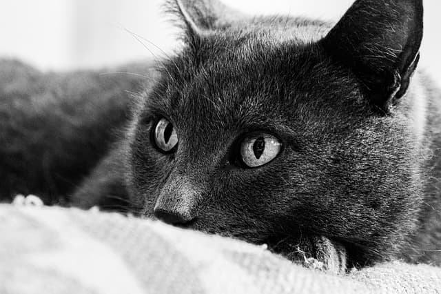 Guide d'achat des meilleurs distributeurs de nourriture pour animaux