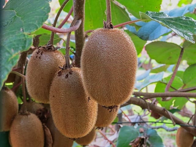 Ricette per Pranzo Sano - Guida Completa