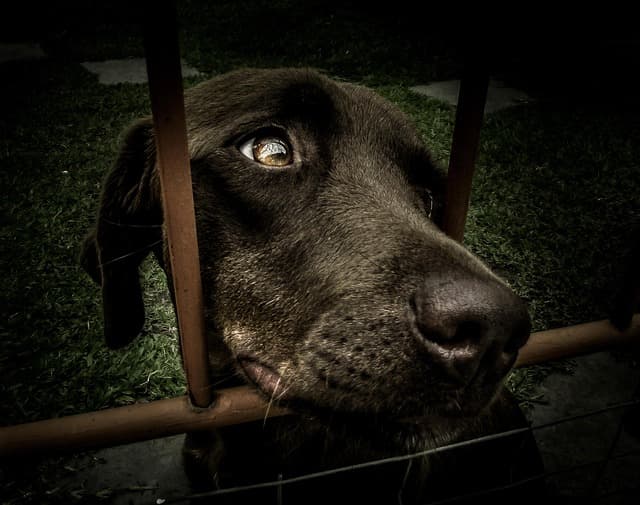 Pet Adoption Guide: Steps to Adopt Your New Friend