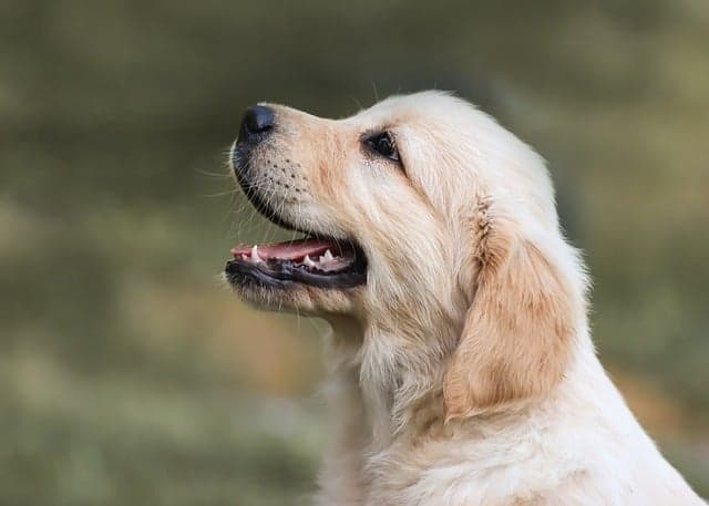 The Ultimate Guide to Pet-Friendly DIY Projects