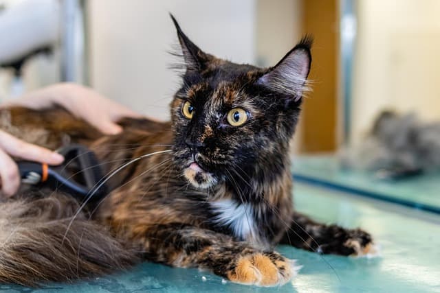 The Importance of Pet Grooming for Health and Hygiene
